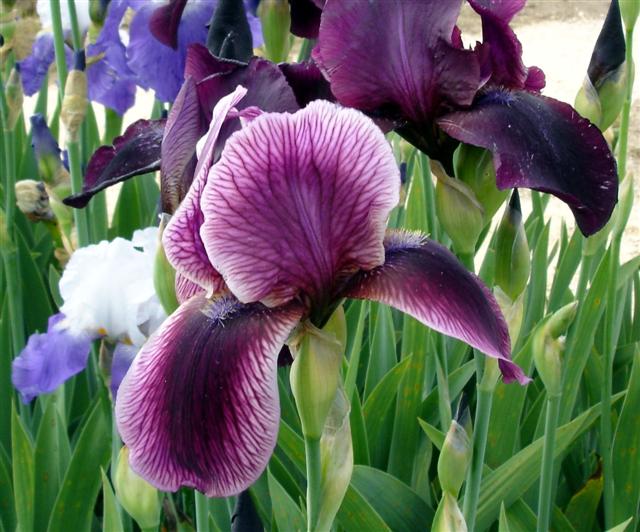 iris prune