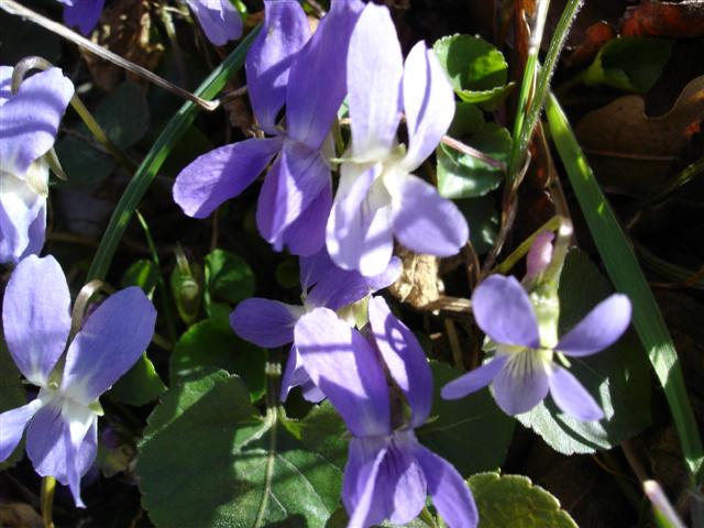 violette de mon jardin